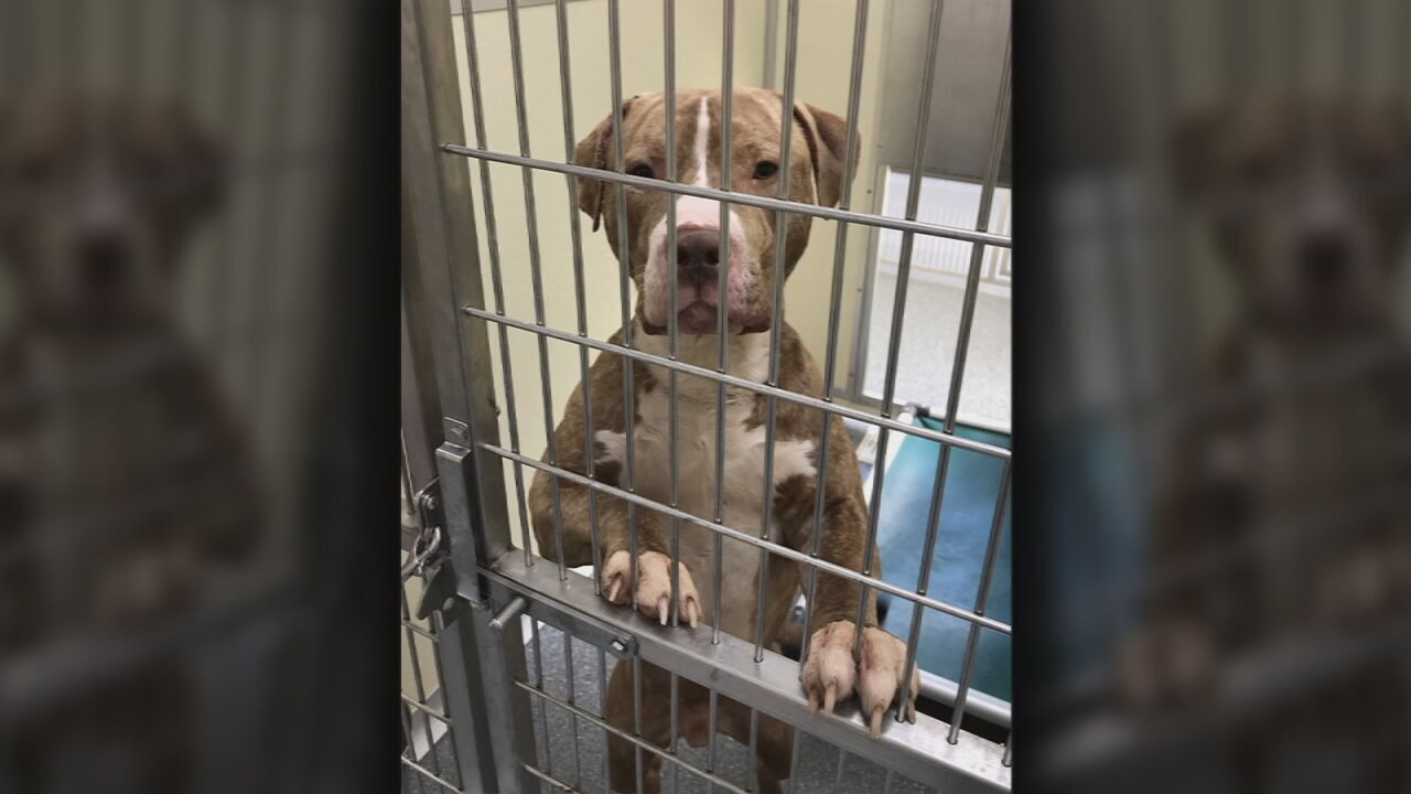 One of the three pit bulls that attacked David Weaver at Shawnee Park